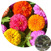 High Germination Summer Flower Zinnia Dwarf Mix Seeds